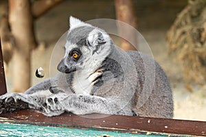 ring-tailed lemur at Howletts Zoo