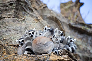 Ring-tailed Lemur huddled together