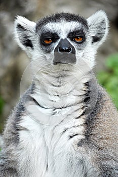 Ring-tailed lemur