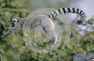 Ring-tailed Lemur jumping