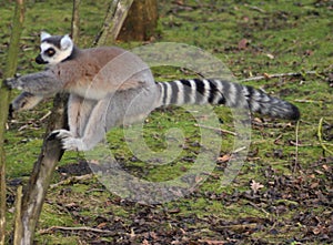 Ring tailed lemur jumping