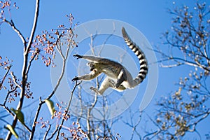 Ring-tailed Lemur jumping from branch to branch