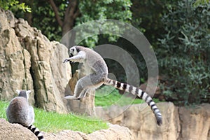 Ring-tailed lemur jumping in a z