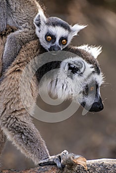 Ring Tailed Lemur kata ,Close up Ring-tailed lemur baby and mother, mother breastfeeding her baby