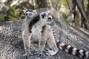 Ring Tailed Lemur kata ,Close up Ring-tailed lemur baby and mother, mother breastfeeding her baby