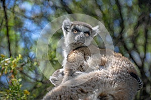 Ring Tailed Lemur kata ,Close up Ring-tailed lemur baby and mother, mother breastfeeding her baby