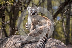 Ring Tailed Lemur kata ,Close up Ring-tailed lemur baby and mother, mother breastfeeding her baby