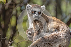 Ring Tailed Lemur kata ,Close up Ring-tailed lemur baby and mother, mother breastfeeding her baby