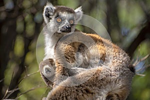 Ring Tailed Lemur kata ,Close up Ring-tailed lemur baby and mother, mother breastfeeding her baby