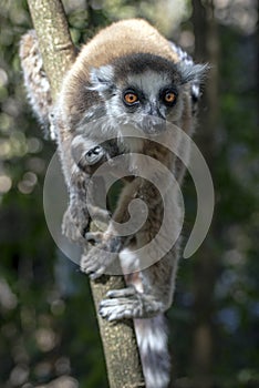 Ring Tailed Lemur kata ,Close up Ring-tailed lemur baby and mother, mother breastfeeding her baby