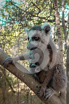 Ring Tailed Lemur kata ,Close up Ring-tailed lemur baby and mother, mother breastfeeding her baby. Wild nature Magdagascar