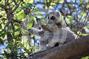 Ring Tailed Lemur kata ,Close up Ring-tailed lemur, Madagascar,eating leaves on the tree