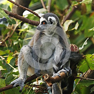 ring-tailed lemur is a large strepsirrhine primate,  black and white ringed tail. It belongs to Lemuridae