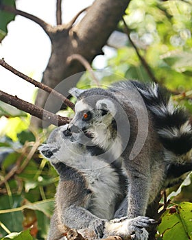 The ring tailed lemur is a large strepsirrhine primate,  black and white ringed tail. It belongs to Lemuridae
