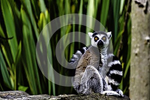 Ring-tailed lemur is a large strepsirrhine primate known as maky, maki or hira