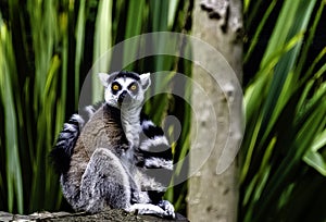 Ring-tailed lemur is a large strepsirrhine primate known as maky, maki or hira