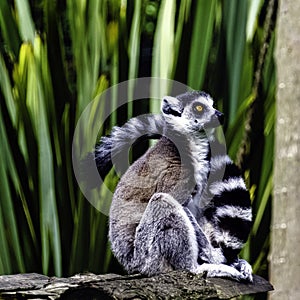 Ring-tailed lemur is a large strepsirrhine primate known as maky, maki or hira