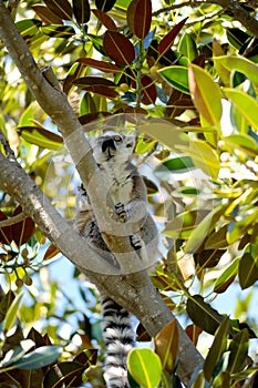 Ring-tailed lemur climbing in a tree looking for food.