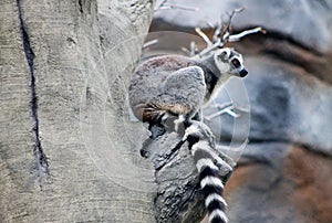 Ring-tailed Lemur, Lemur catta