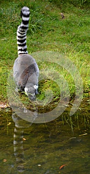 The ring-tailed lemur Lemur catta