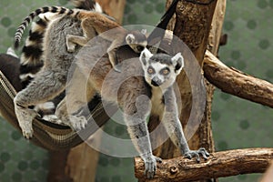 Ring-tailed lemur Lemur catta