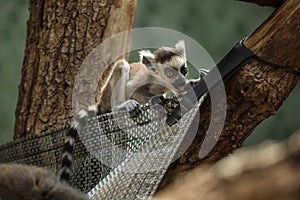 Ring-tailed lemur Lemur catta