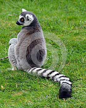 The ring-tailed lemur Lemur catta