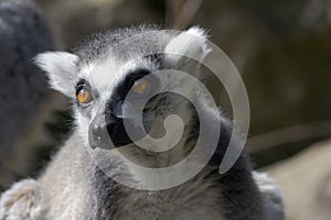 Ring Tailed Lemur, Lemur Catta