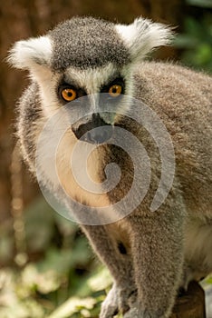 Ring- tailed lemur  lemur catta