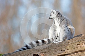 Ring tailed lemur Lemur catta