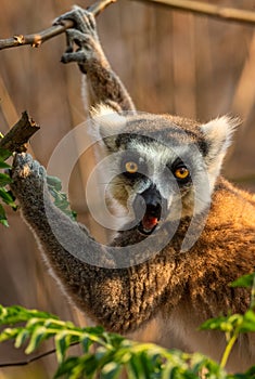 Ring-tailed Lemur - Lemur catta