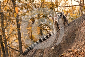 Ring-tailed Lemur - Lemur catta