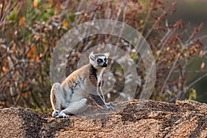 Ring-tailed Lemur - Lemur catta