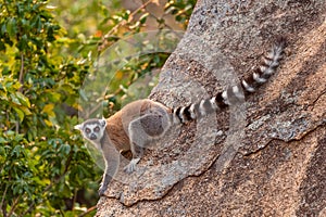 Ring-tailed Lemur - Lemur catta