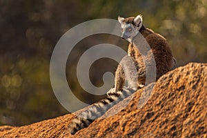 Ring-tailed Lemur - Lemur catta