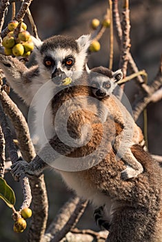 Ring-tailed Lemur - Lemur catta