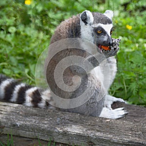 ring tailed lemur, lemur catta