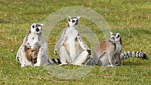 Ring-tailed lemur (Lemur catta)