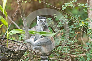 Ring tailed lemur (Lemur catta