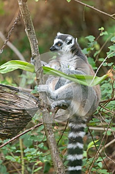 Ring tailed lemur (Lemur catta