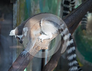 Ring-tailed lemur (Lemur Catta)