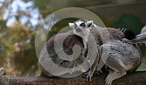 Ring-tailed lemur (Lemur Catta)