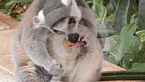 Ring-tailed lemur (lemur catta)