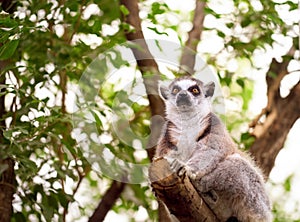 Ring-tailed lemur (lemur catta)