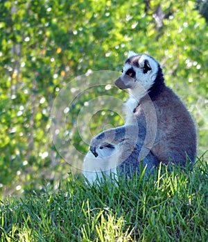 Ring-tailed Lemur (Lemur catta)