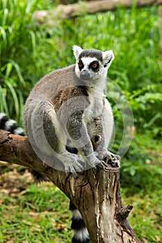 ring-tailed lemur (lemur catta)