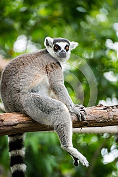 ring-tailed lemur (lemur catta)