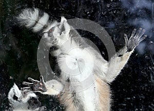 Ring-tailed lemur (Lemur Catta)