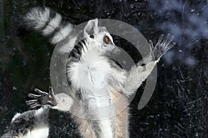 Ring-tailed lemur (Lemur Catta)