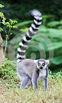 Ring-tailed lemur (lemur catta)